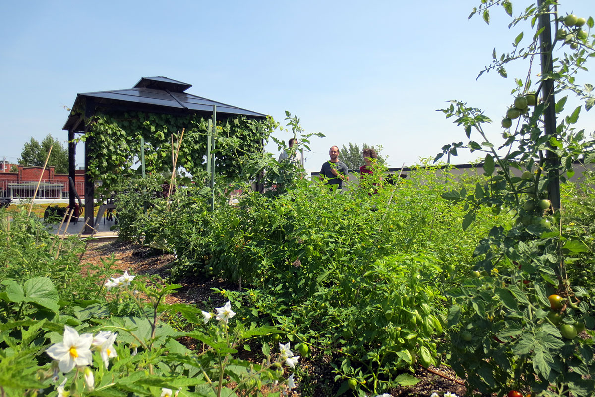 L’agriculture urbaine est pratiquée sur le toit vert du bâtiment du Regroupement de Lachine. Photo : Hydrotech