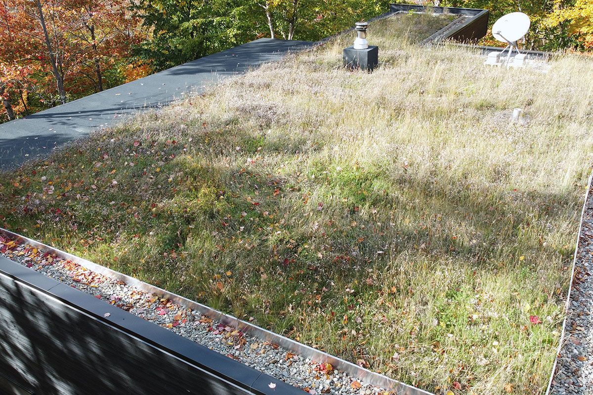 La dormance des plantes en hiver doit être prise en compte dès la conception d’une toiture végétalisée. Photo : La ligne verte