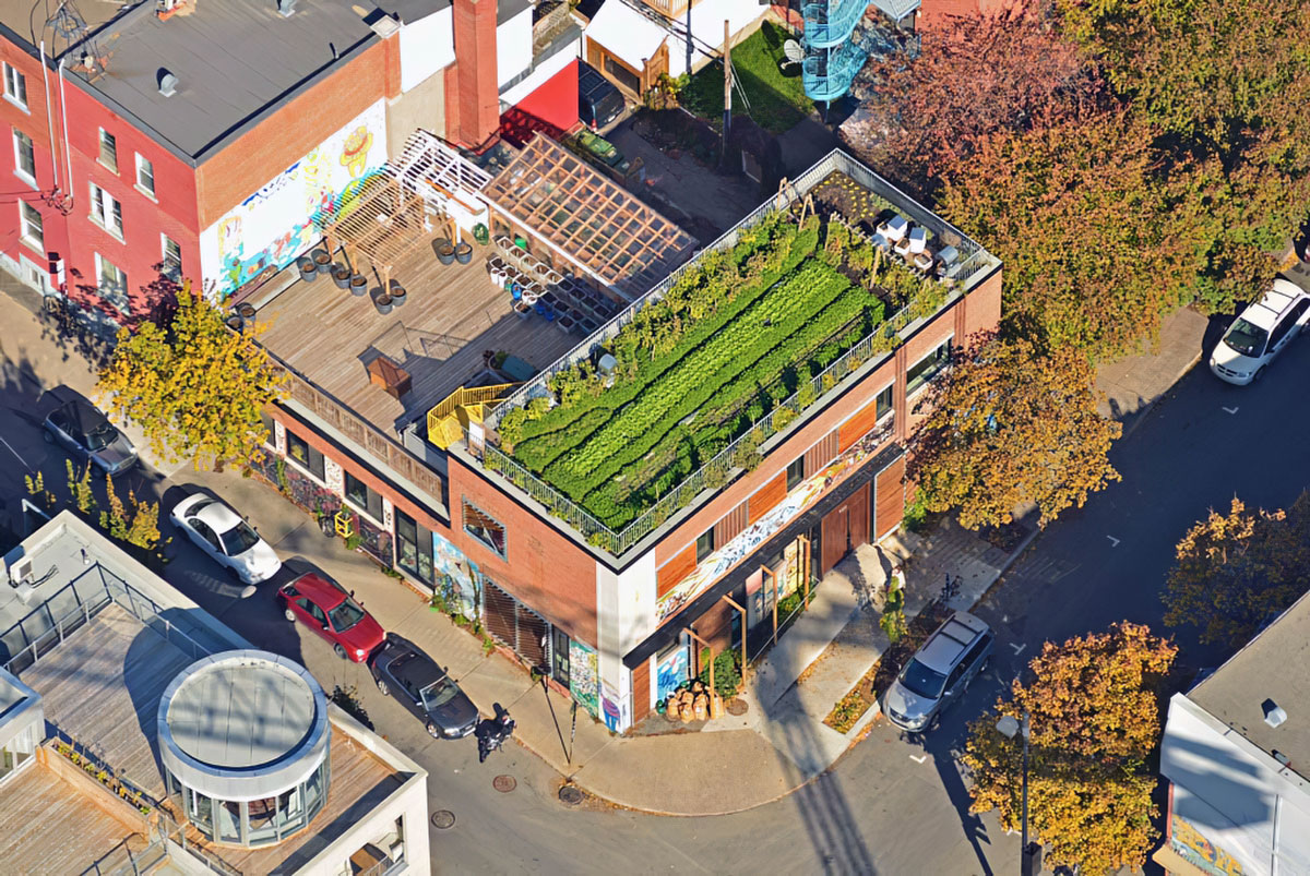 Les légumes cultivés sur le toit de l’organisme montréalais Santropol Roulant servent à créer des repas biologiques et santé pour des personnes en perte d’autonomie. Photo : Claude Duchaine