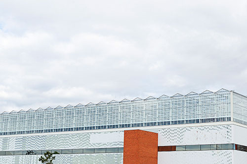 La nouvelle serre sur toit des Fermes Lufa à Saint-Laurent est la plus grande installation du genre dans le monde. Photo : Les Fermes Lufa