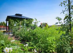 L’arrondissement de Rosemont–La Petite-Patrie fait la part belle à la pratique de l’agriculture urbaine. Photo : Hydrotech