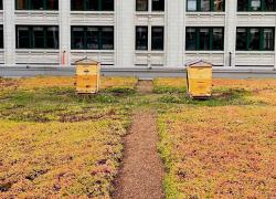 Alvéole essaime ses abeilles urbaines jusqu’en Europe. Crédit : Alvéole Montréal.