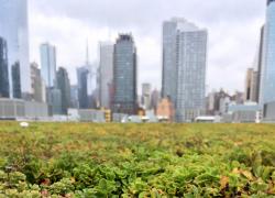 La Société québécoise de phytotechnologie présente l’activité « À la découverte des toits verts de Montréal » 