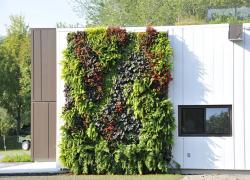 Un mur végétalisé pour l’Expo de Saint-Hyacinthe - Photo : Julie Vézina / MAPAQ