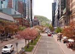 La Ville de Montréal vise notamment à faire de l’avenue McGill College un espace public urbain exemplaire en matière de qualité matérielle et de durabilité des aménagements. Photo : Alexandre Paré
