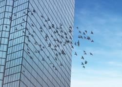 De plus en plus de villes nord-américaines exigent maintenant la mise en place de mesures visant la protection des oiseaux, notamment avec l’utilisation de vitrage plus sécuritaire.