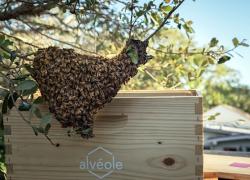 Des ruches au siège social d’Agropur - Photo : Alvéole